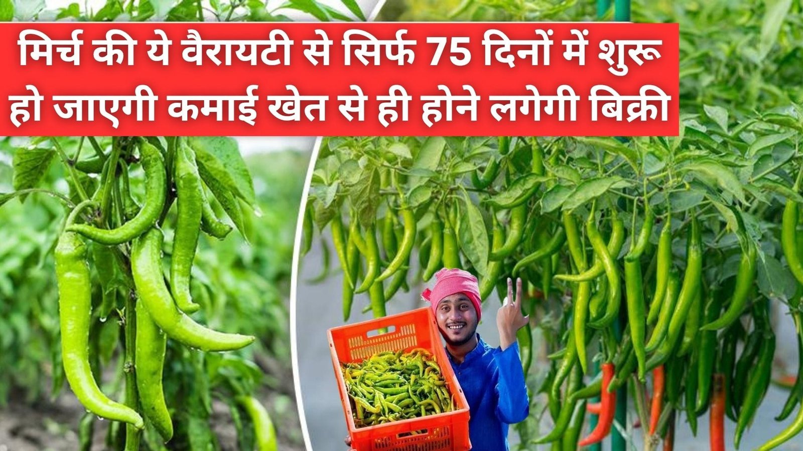 मिर्च की ये वैरायटी से सिर्फ 75 दिनों में शुरू हो जाएगी कमाई, खेत से ही होने लगेगी बिक्री लंबी शेल्फ लाइफ, जिससे फसल को स्टोर करना है आसान