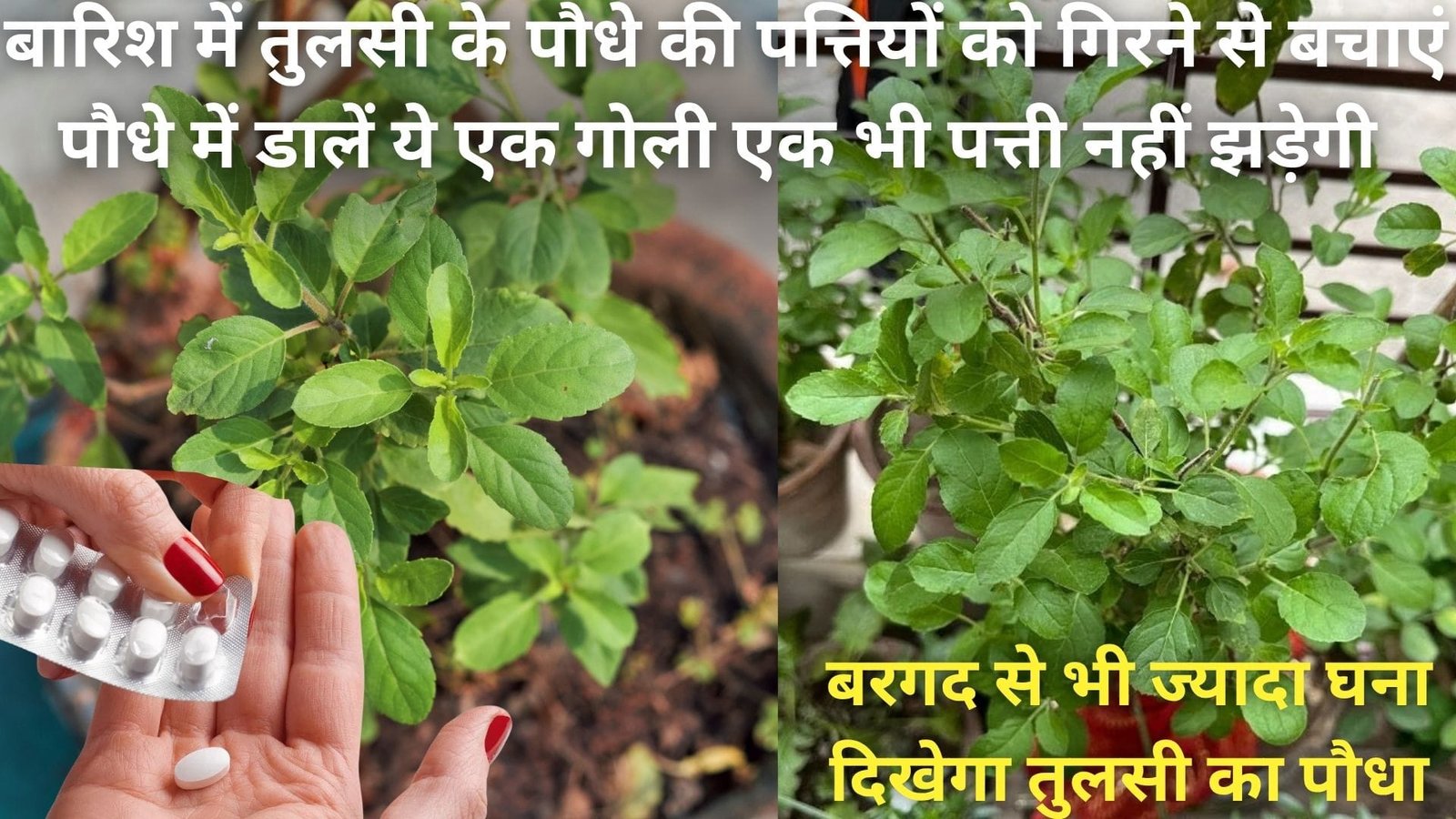 बारिश में तुलसी के पौधे की पत्तियों को गिरने से बचाएं, पौधे में डालें ये एक गोली एक भी पत्ती नहीं झड़ेगी बरगद से भी ज्यादा घना दिखेगा तुलसी का पौधा