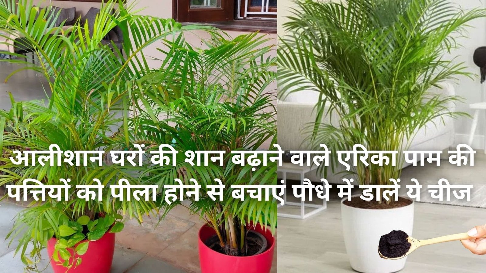 आलीशान घरों की शान बढ़ाने वाले एरिका पाम की पत्तियों को पीला होने से बचाएं, पौधे में डालें ये चीज हरा भरा होगा पौधा, जाने नाम