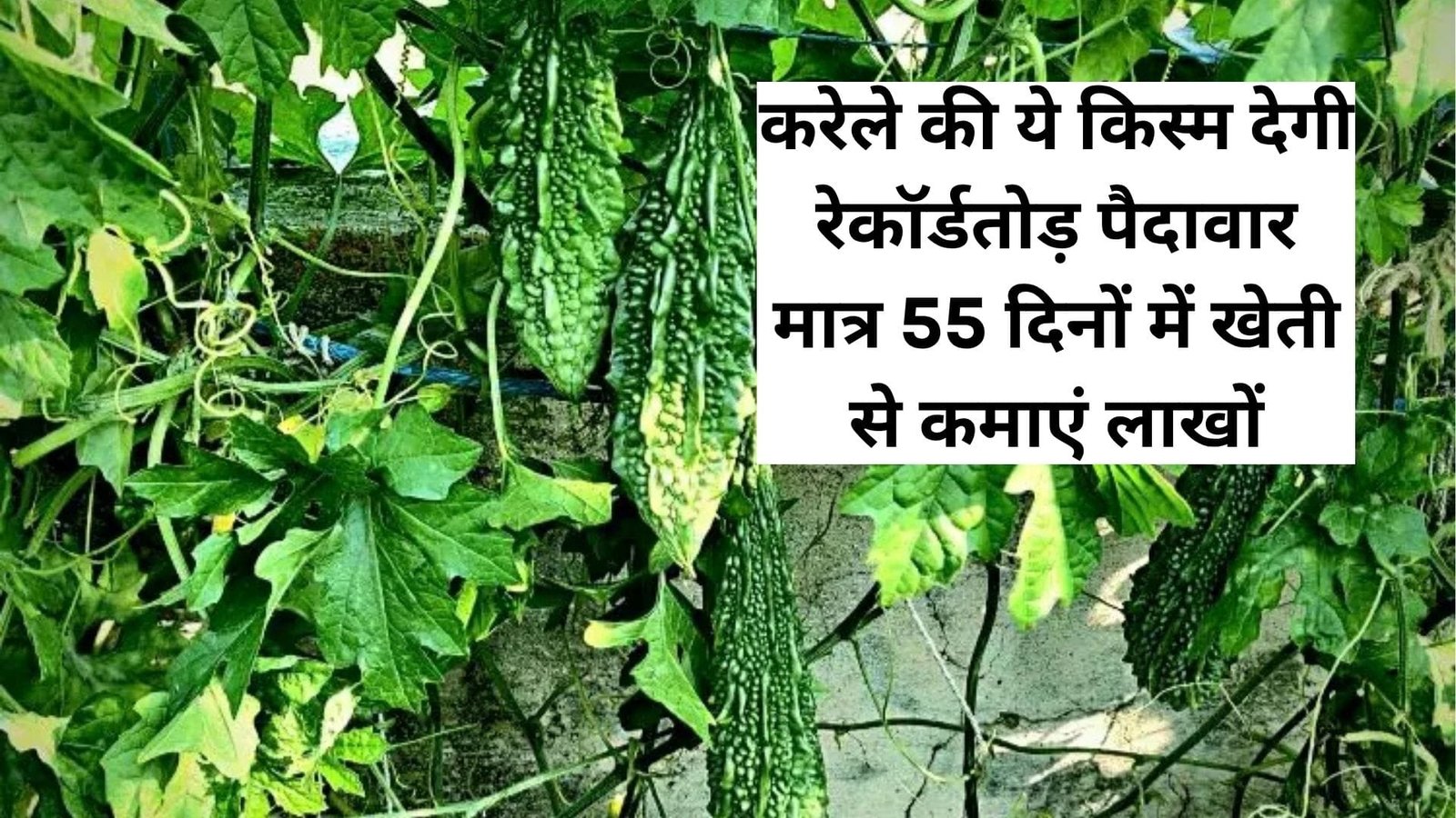 करेले की ये वैरायटी देगी रेकॉर्डतोड़ पैदावार, अगस्त में करें खेती मात्र 55 दिनों में कमाएं लाखों, जानिए विशेषताएं