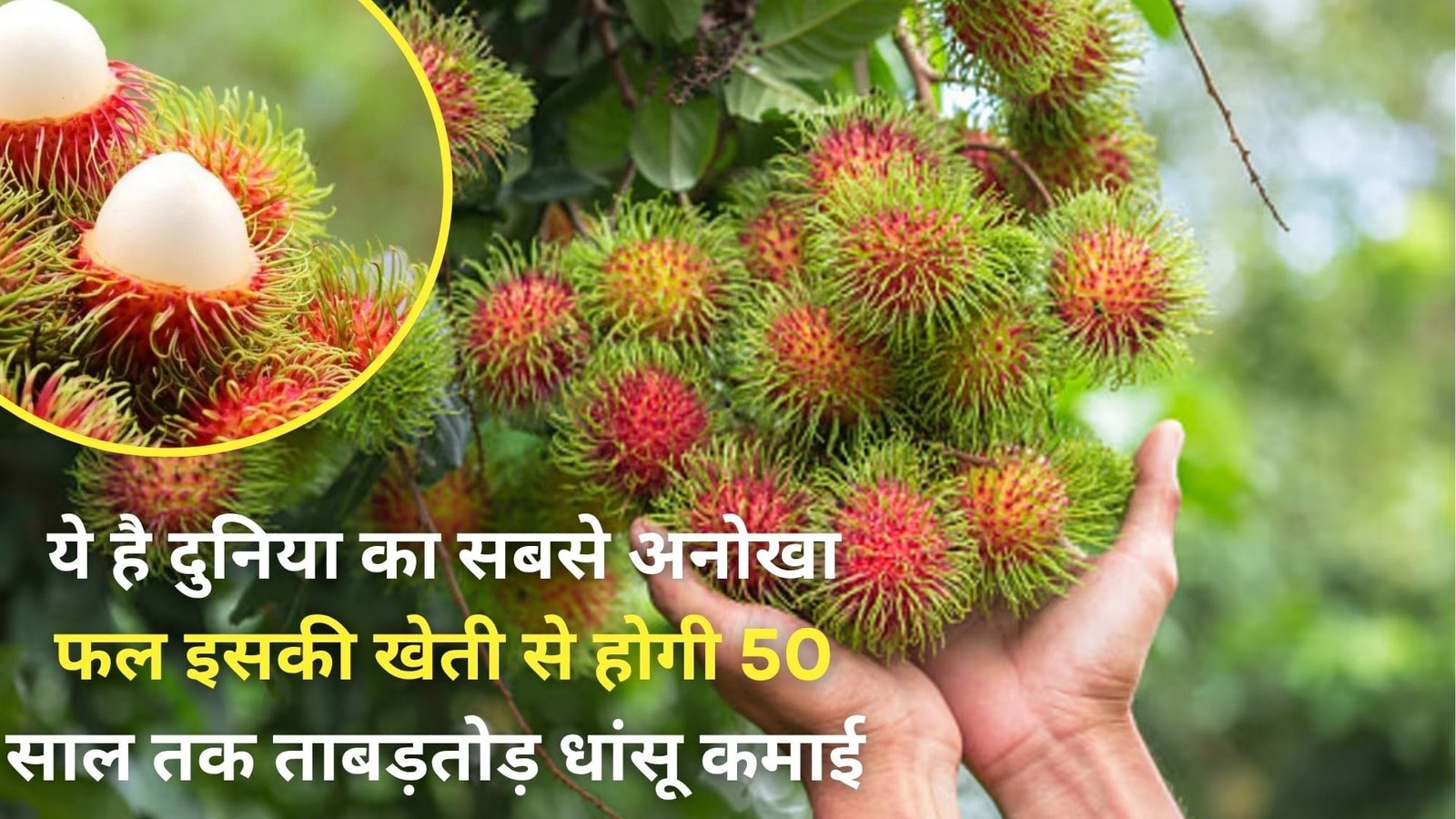 ये है दुनिया का सबसे अनोखा फल, इसकी खेती से होगी 50 साल तक ताबड़तोड़ धांसू कमाई पौष्टिकता और कीमत के मामले में लीची भी है फेल