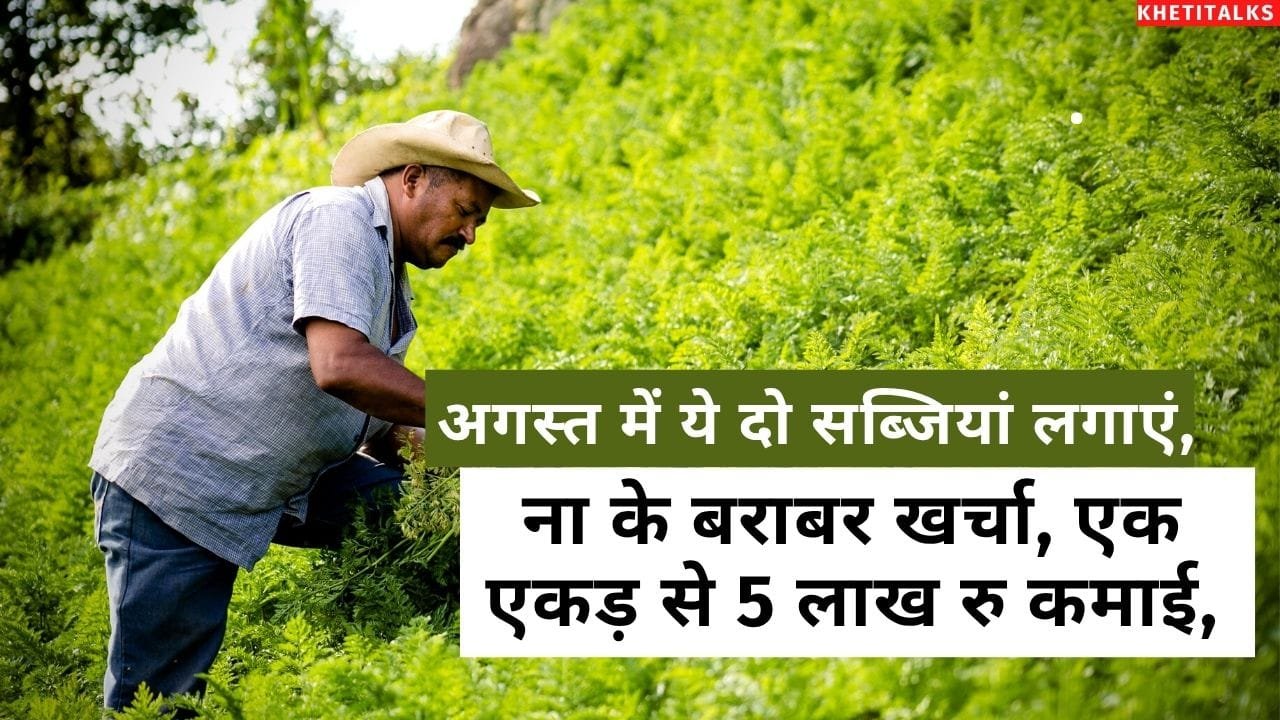 अगस्त में सब्जियों की खेती