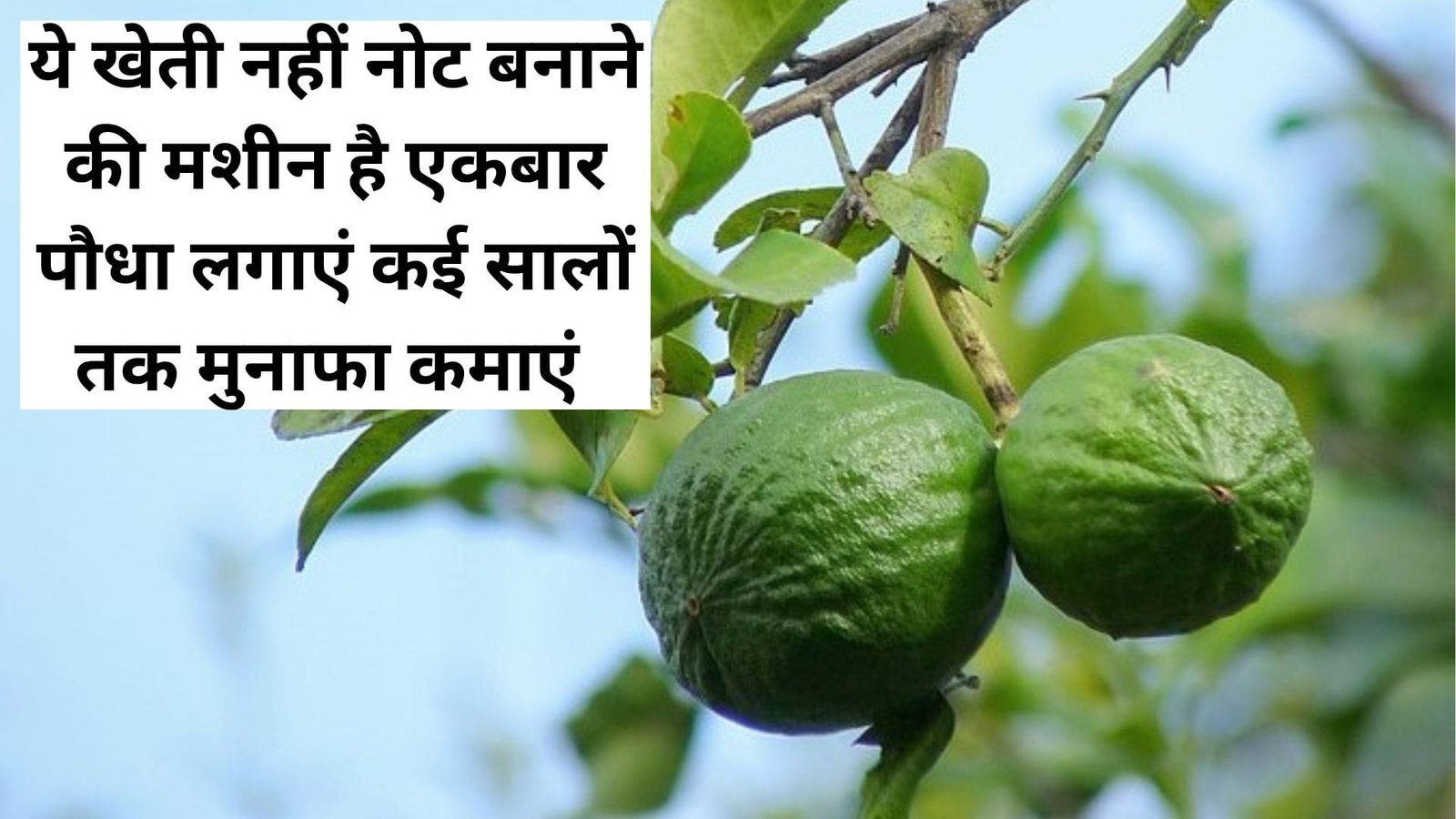 ये खेती नहीं नोट बनाने की मशीन है, एकबार पौधा लगाएं कई सालों तक मुनाफा कमाएं मानसून में करें रोपाई, जाने खेती का तरीका