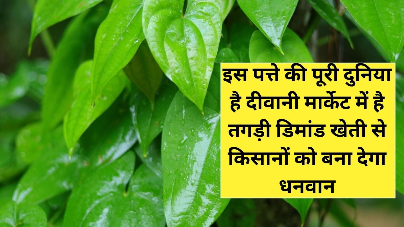इस पत्ते की पूरी दुनिया है दीवानी, मार्केट में है खूब तगड़ी डिमांड खेती से किसानों को बना देगा धनवान, जानिए विशेषताएं