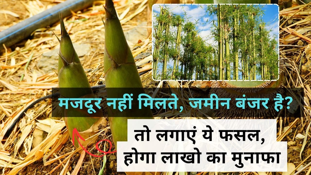 मजदूर नहीं मिलते, जमीन बंजर है? तो लगाएं ये फसल