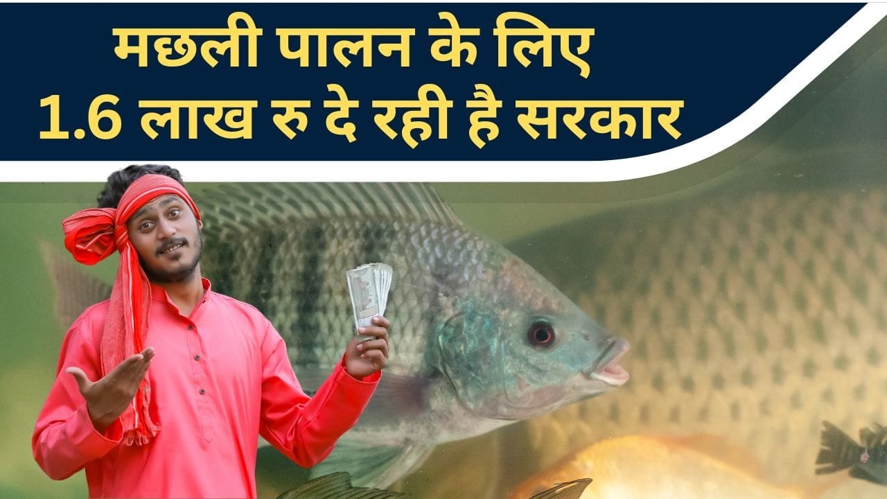 मछली पालन के लिए अनुदान कैसे मिलेगा