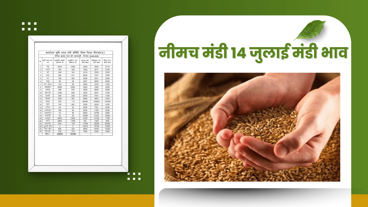 नीमच मंडी भाव