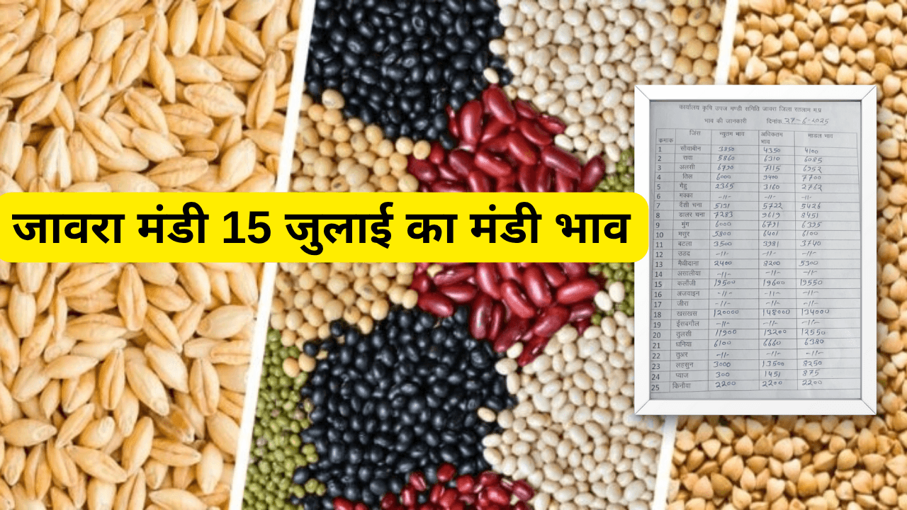 जावरा मंडी का 15 जुलाई का मंडी भाव
