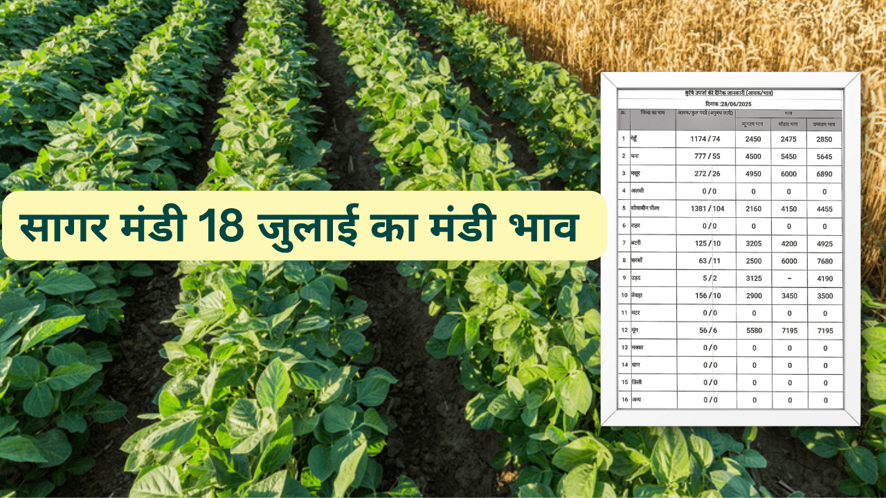 सागर मंडी