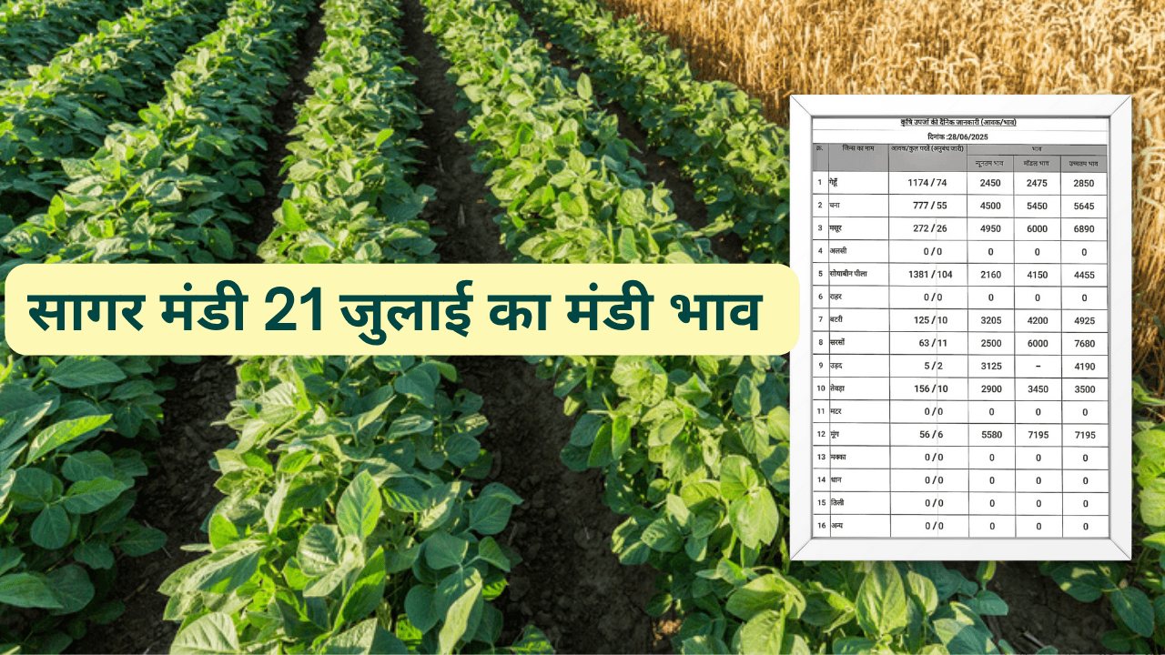 सागर मंडी