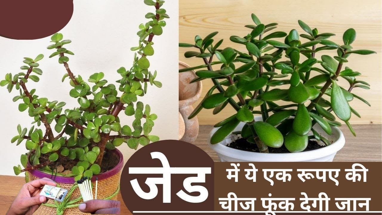 Gardening tips: ये एक रूपए की चीज जेड प्लांट को बना देगी खूब घना, पौधे में डालें एक भी पत्ती पीली होकर नीचे नहीं गिरेगी, जाने नाम