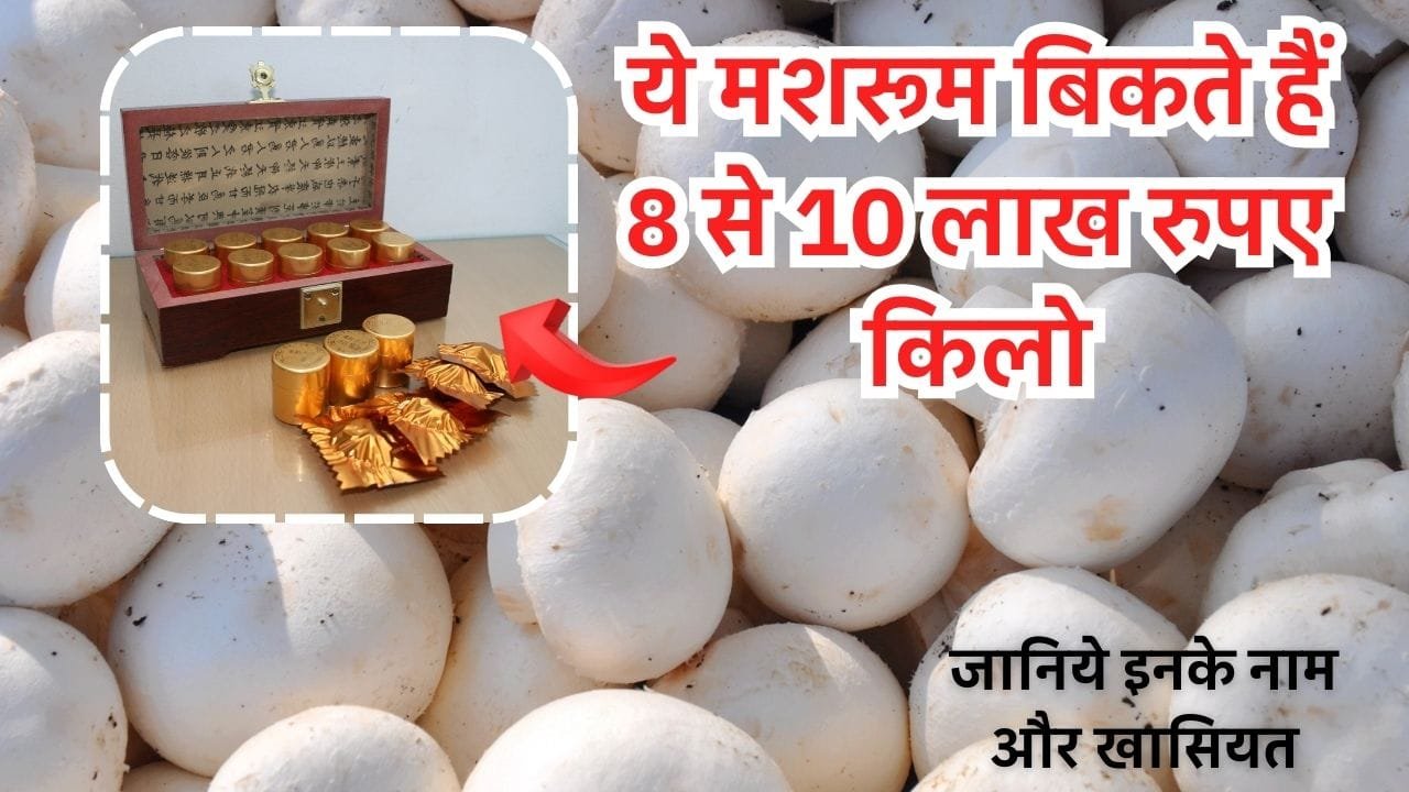 कीड़ा जड़ी मशरूम (Cordyceps)