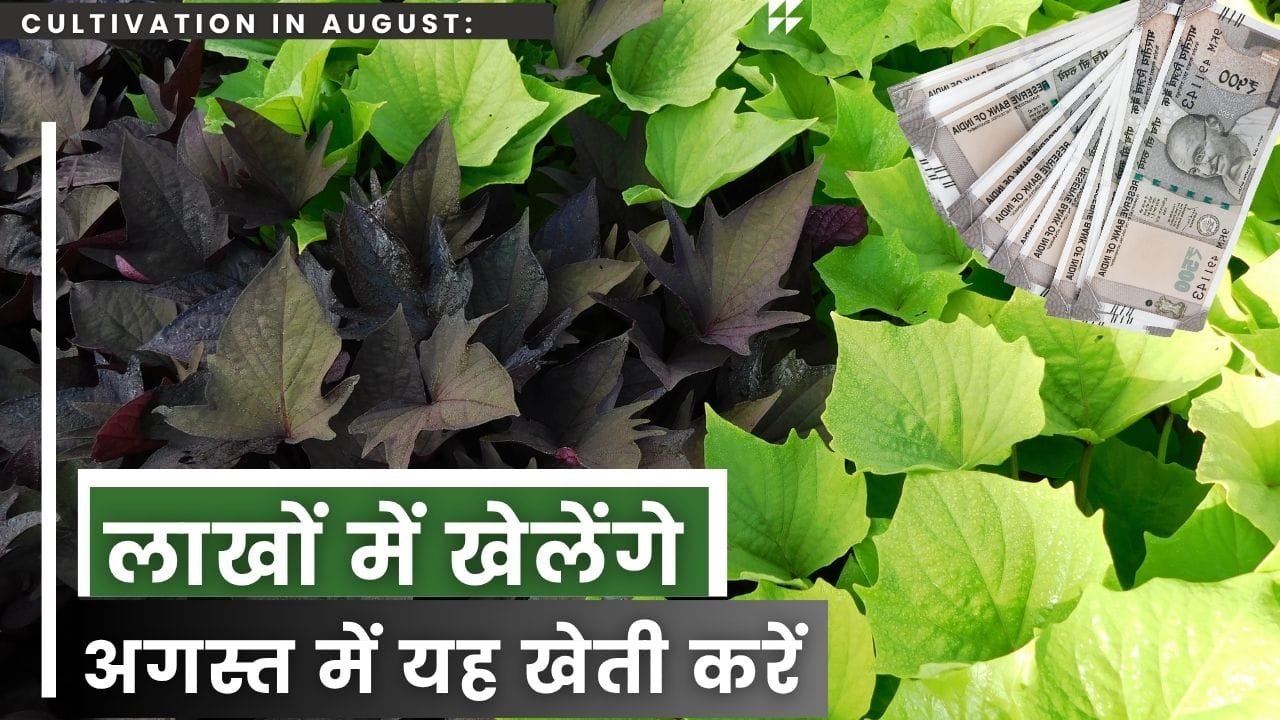 क्यों है शकरकंद की खेती फायदेमंद?