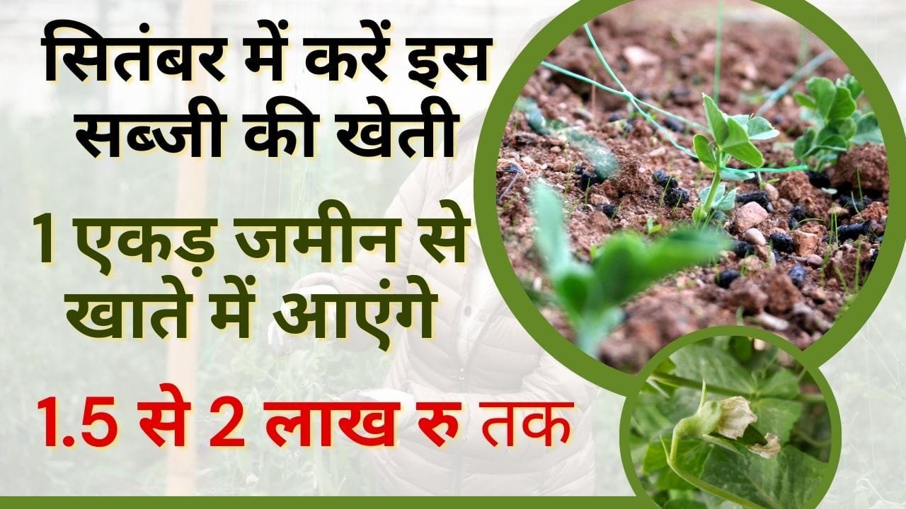 मटर की खेती कैसे करें?