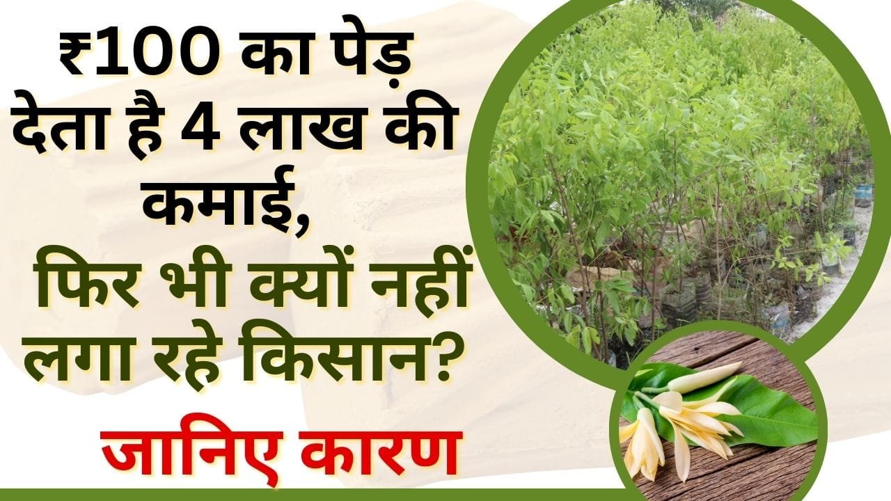 किसानों को करोड़पति बनाने वाली खेती