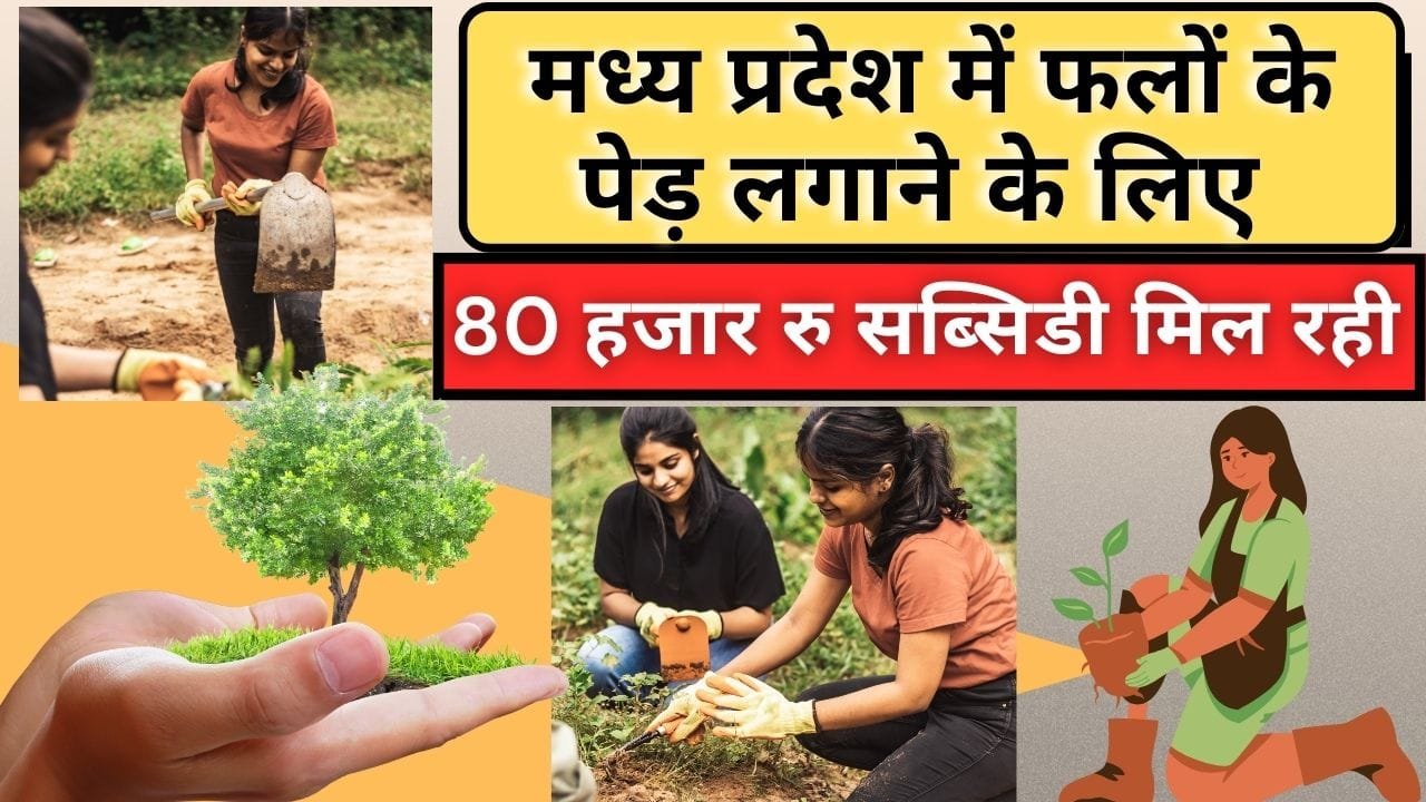 फलों के पेड़ लगाने के लिए अनुदान
