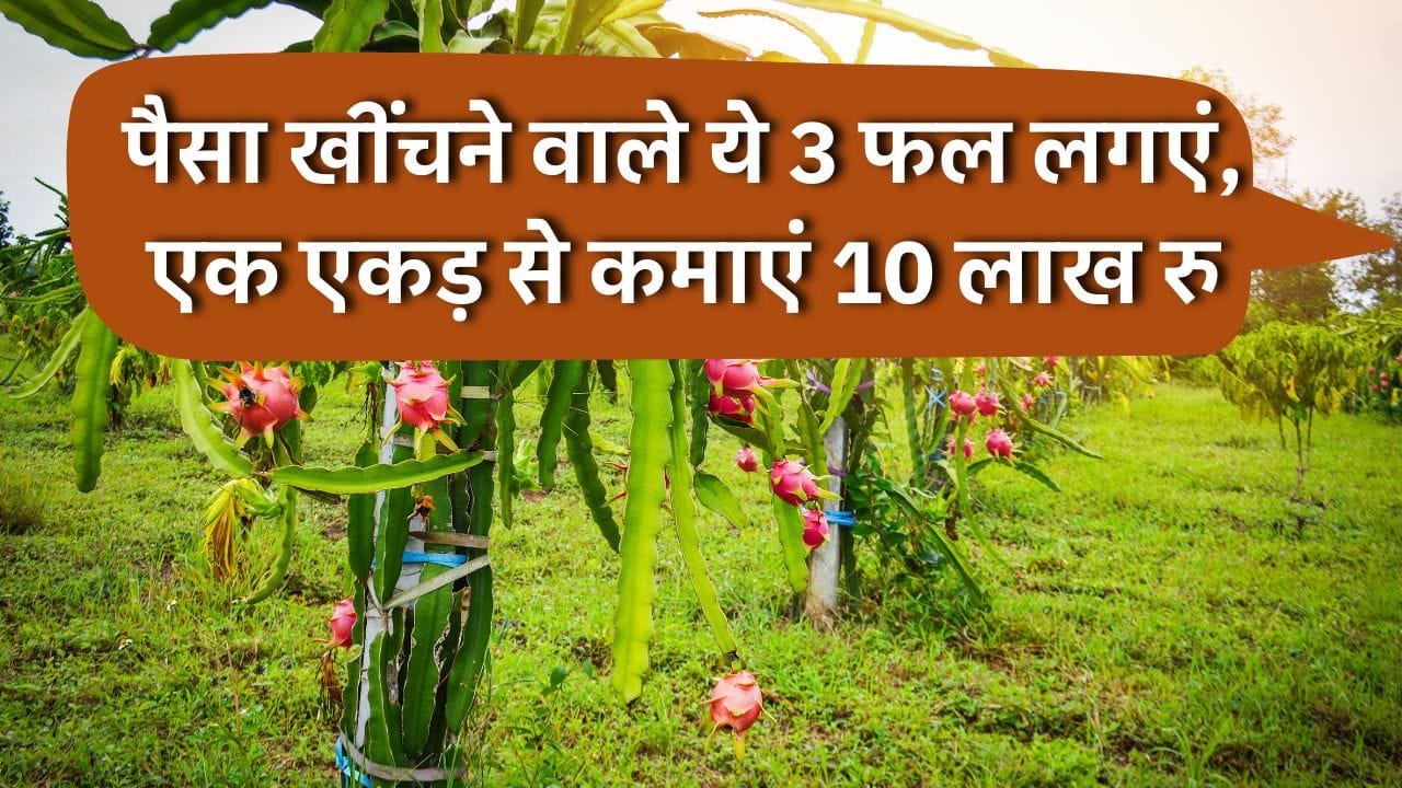 इन 3 फलों की खेती में है पैसा