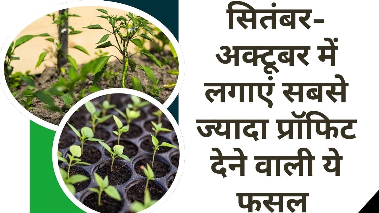 हरी मिर्च की खेती