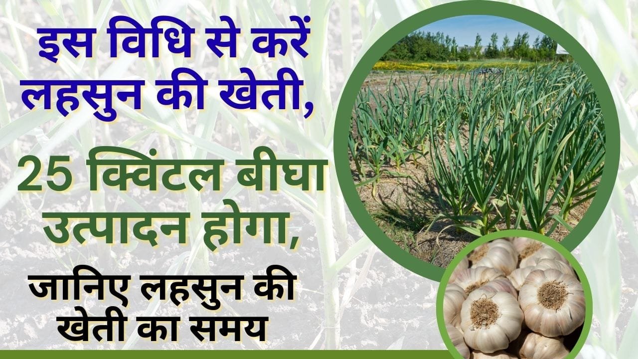 लहसुन की खेती कैसे करें