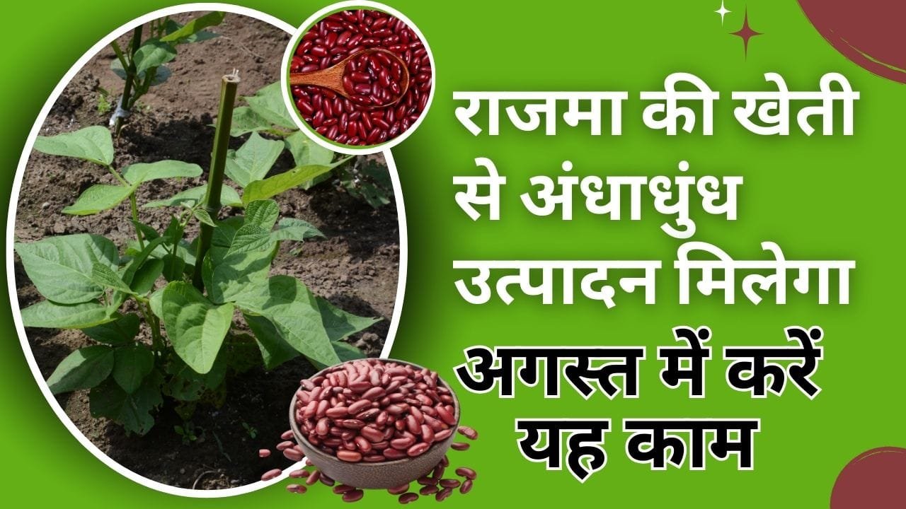 राजमा की प्रसिद्ध किस्में