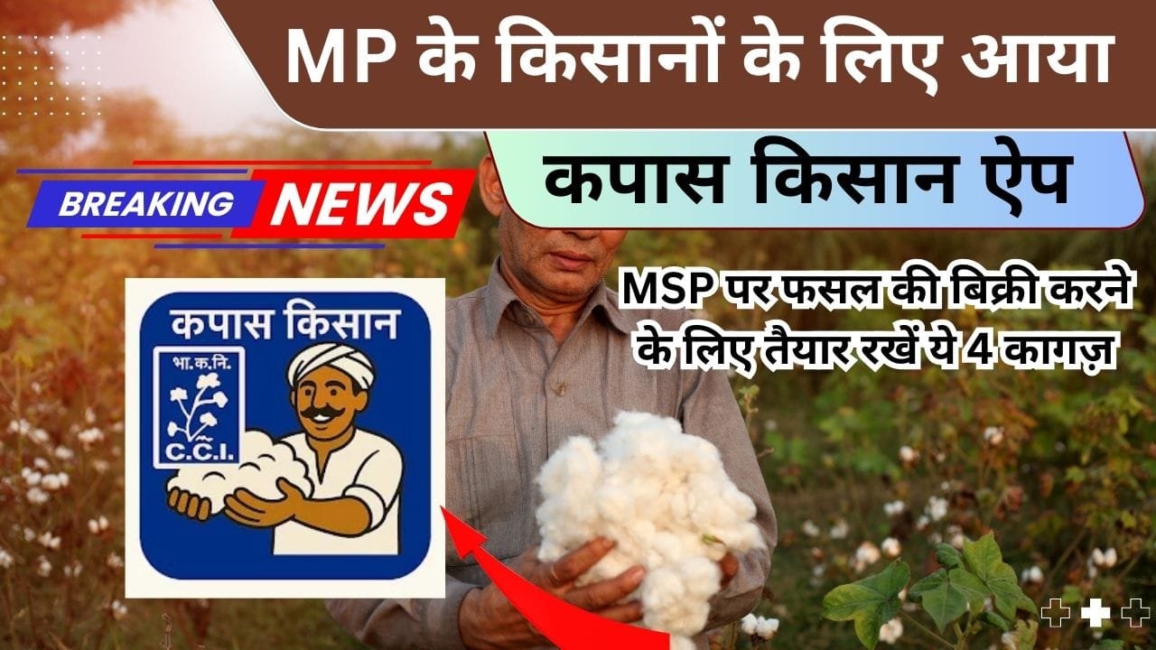 मध्य प्रदेश में कपास की खेती