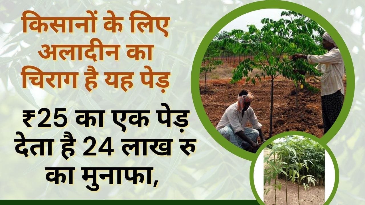 मालाबार नीम पेड़ की खेती में कमाई