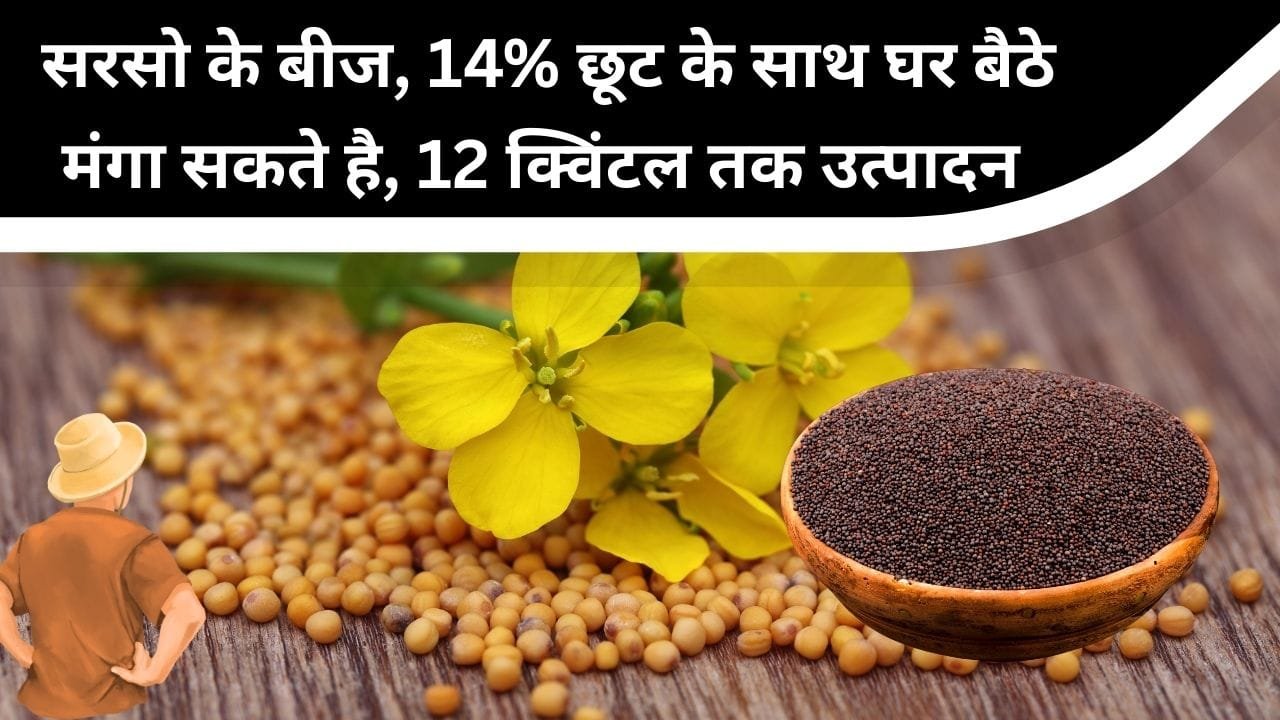 सरसों की आरएच-725 किस्म