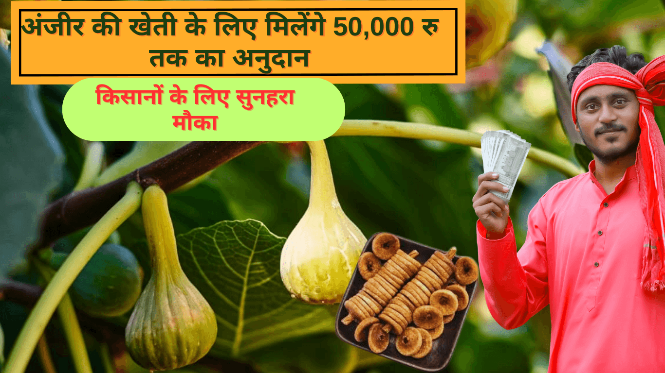 अंजीर फल विकास योजना
