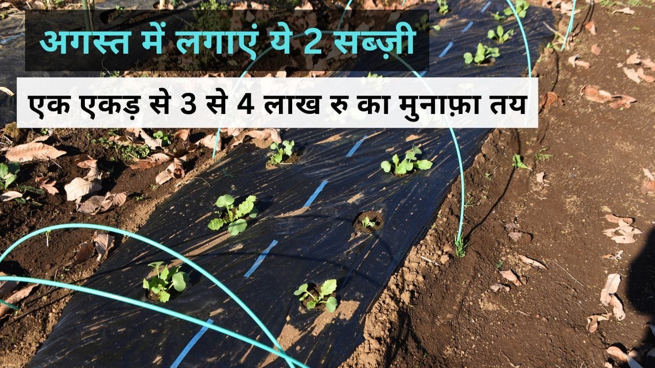 अगस्त में गाजर की खेती