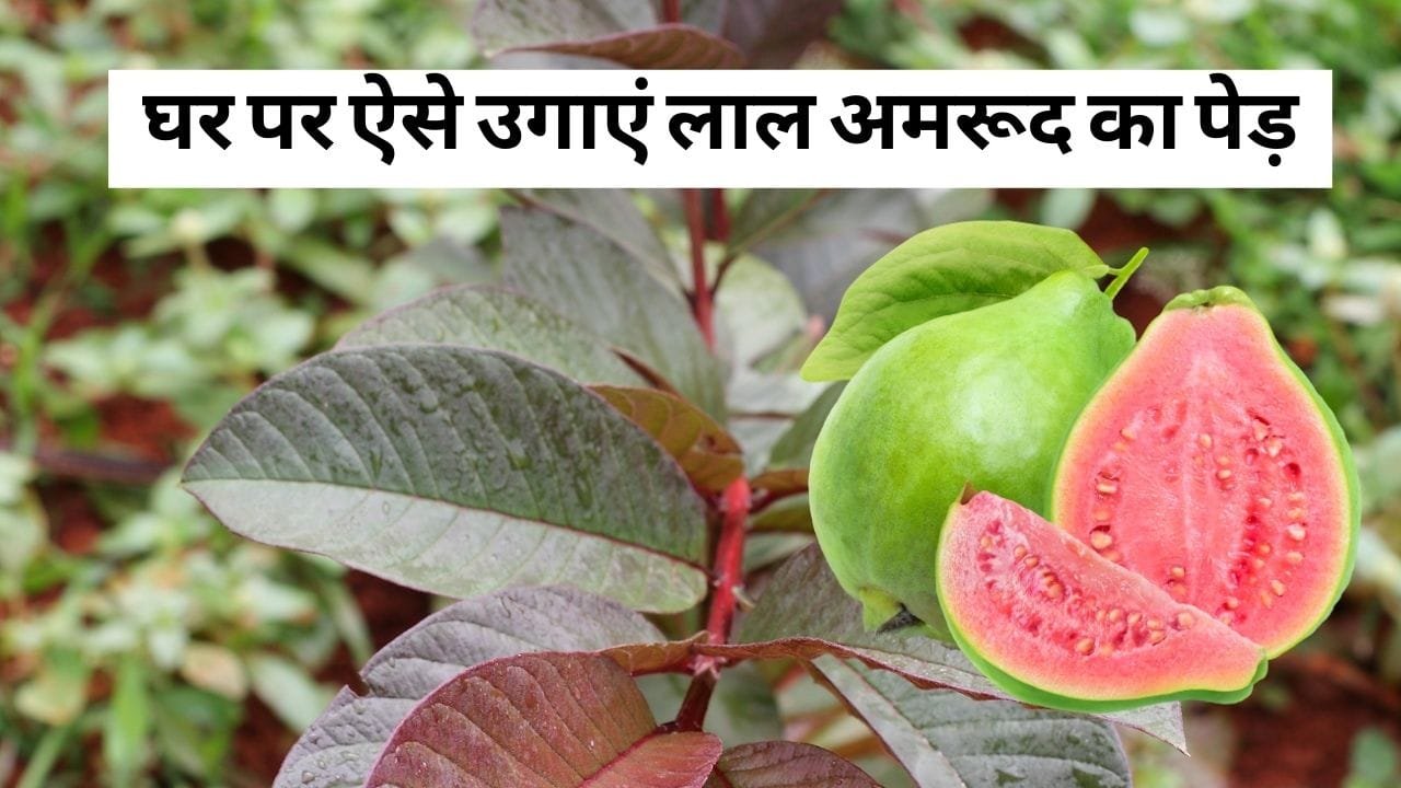 अमरूद का पेड़ लगाने का समय