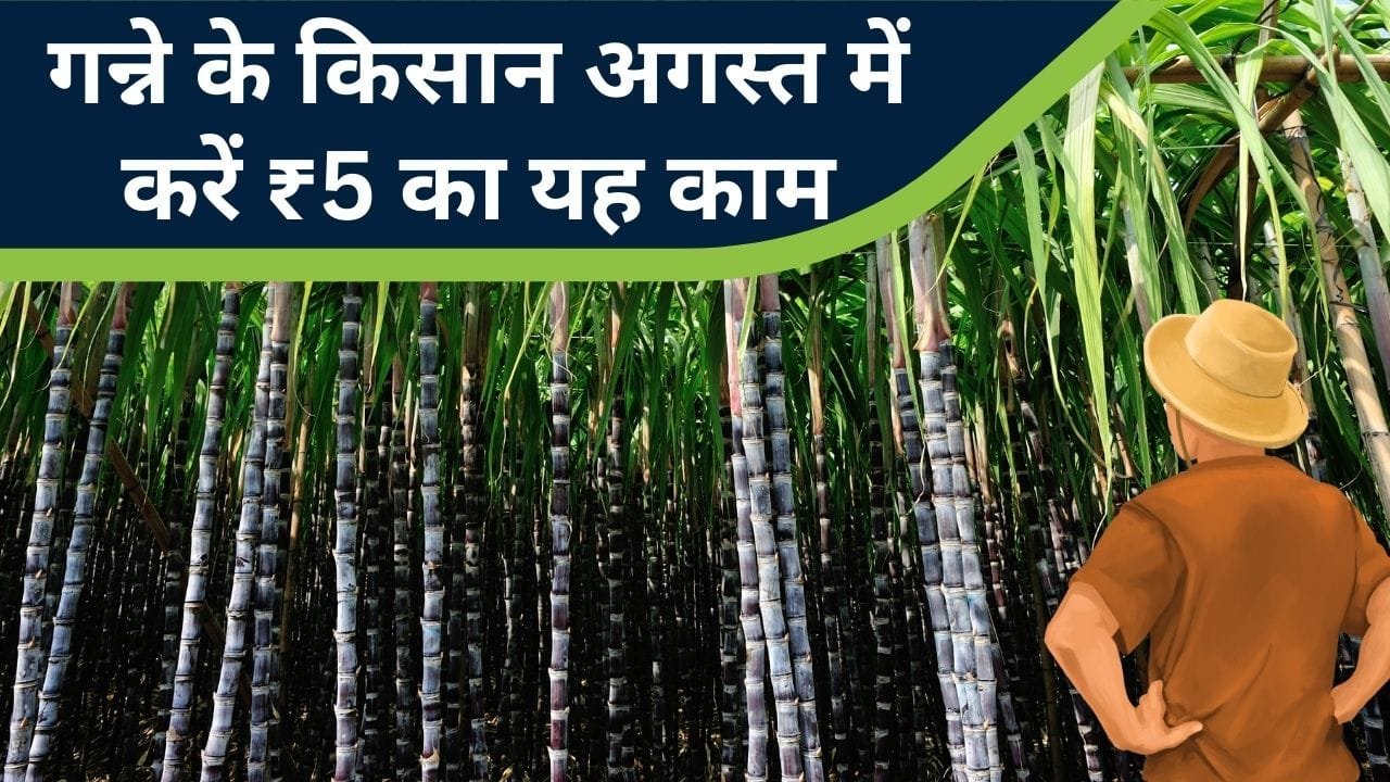 गन्ने के किसान अगस्त में करें यह काम