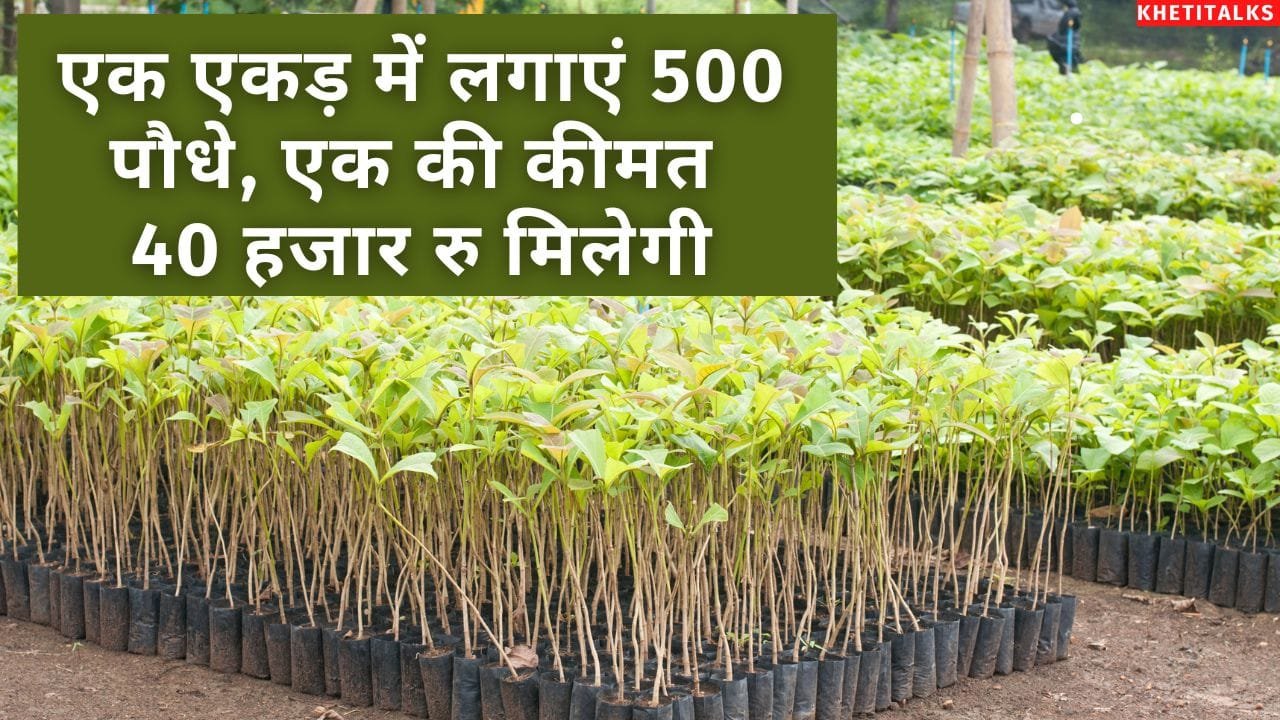 इस पेड़ की लकड़ी महंगी बिकती है