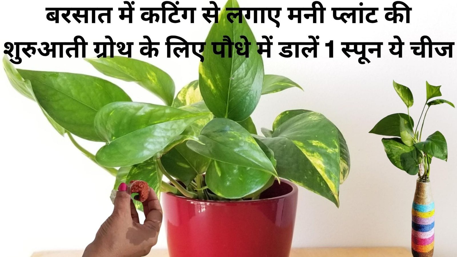 बरसात में कटिंग से लगाए मनी प्लांट की शुरुआती ग्रोथ के लिए पौधे में डालें 1 स्पून ये चीज, रॉकेट से भी तेज बढ़ेगी बेल, जानिए नाम