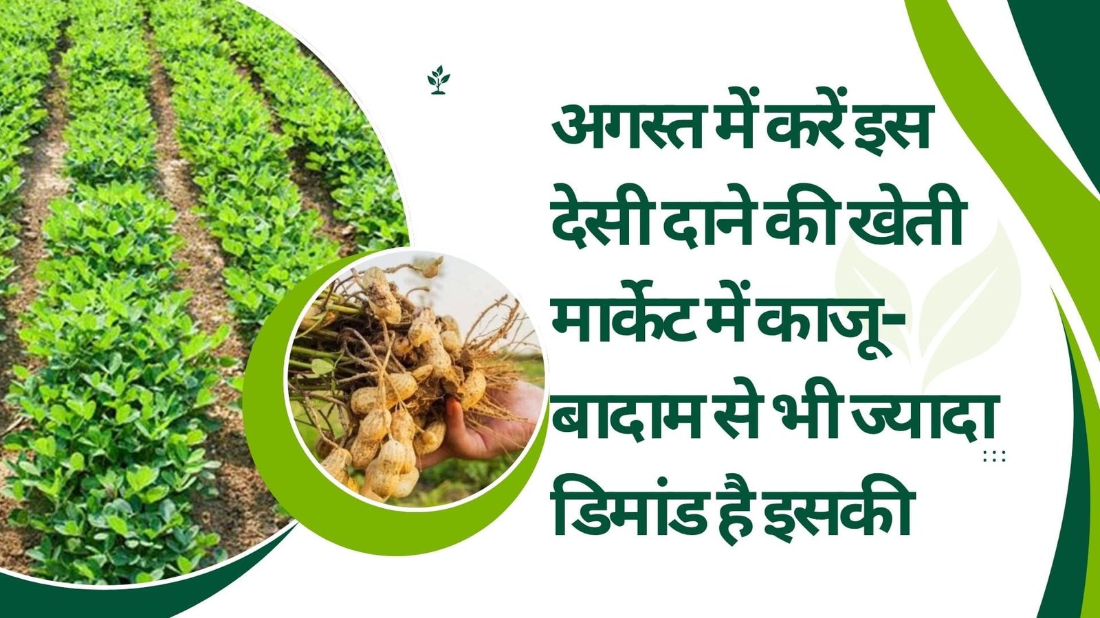 अगस्त में करें इस देसी दाने की खेती, मार्केट में काजू-बादाम से भी ज्यादा डिमांड है इसकी प्रति हेक्टेयर खेती से दे दना दन आएंगे लाखों, जानिए विशेषताएं