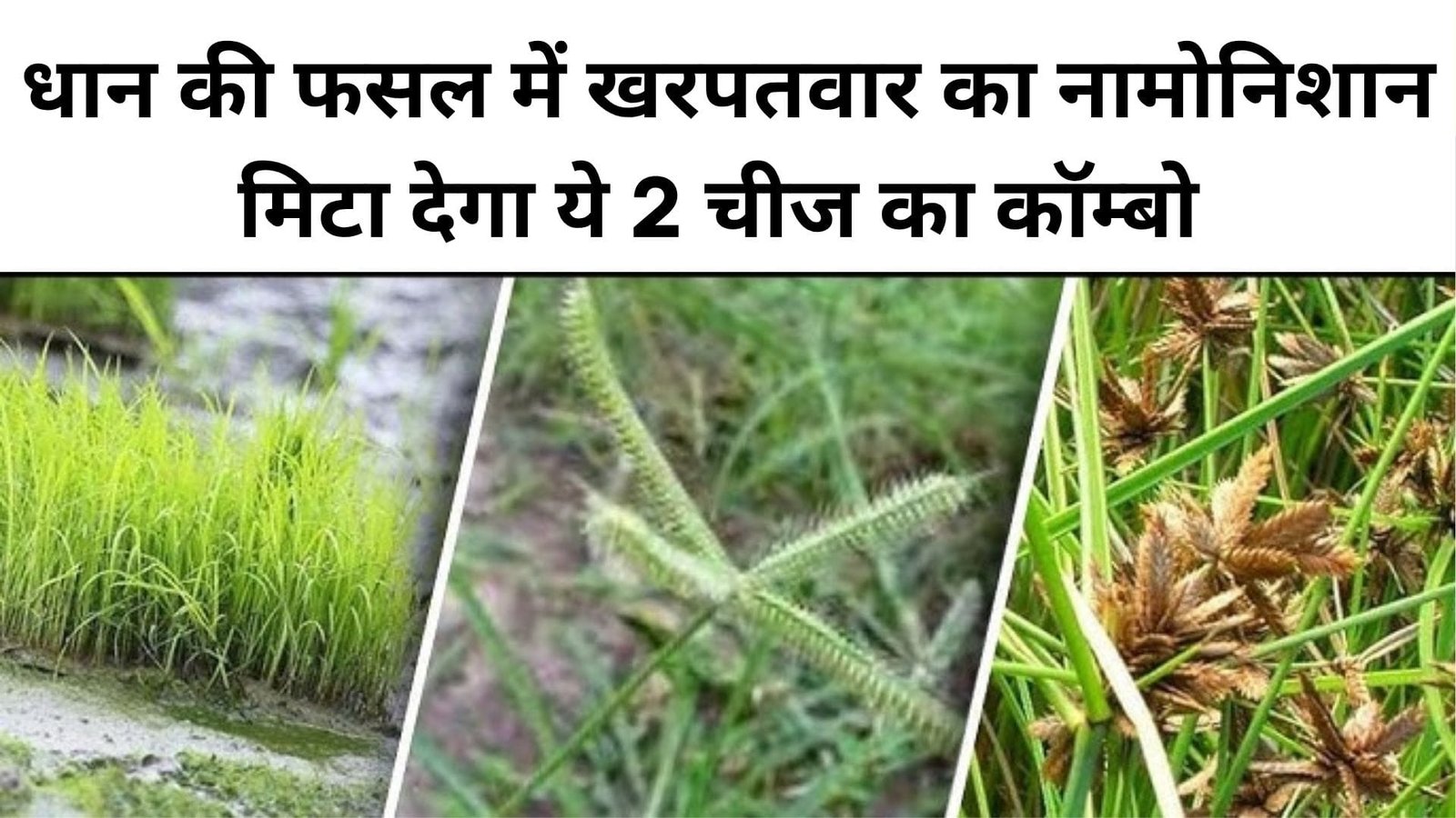 धान की फसल में खरपतवार का नामोनिशान मिटा देगा ये 2 चीज का कॉम्बो, पैदावार में होगी छप्परफाड़ वृद्धि, जाने नाम