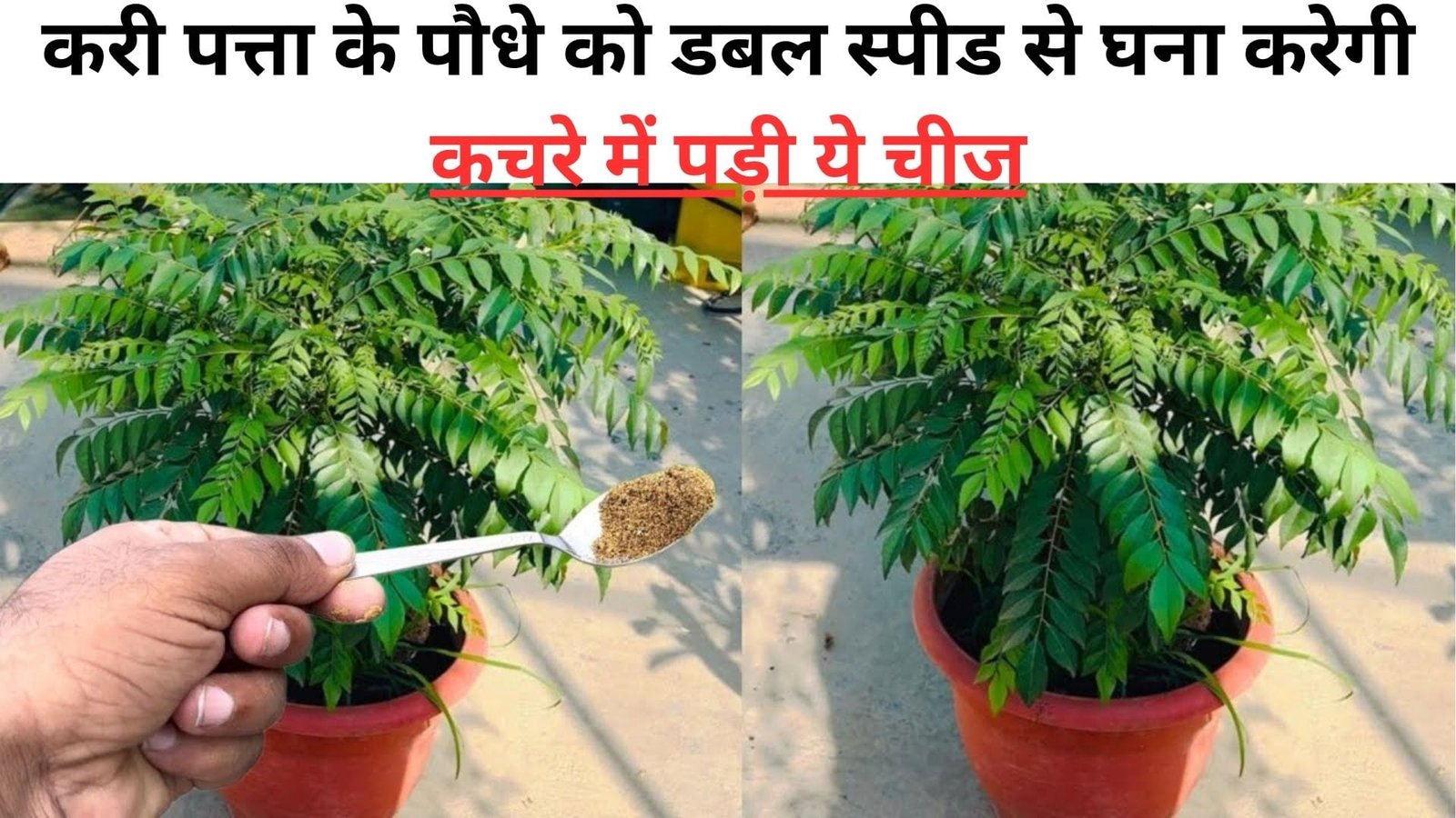 करी पत्ता के पौधे में कैल्शियम की कमी को डबल स्पीड से पूरा करेगी कचरे में पड़ी ये चीज, जंगल जैसा घना होगा पौधा, जानिए नाम