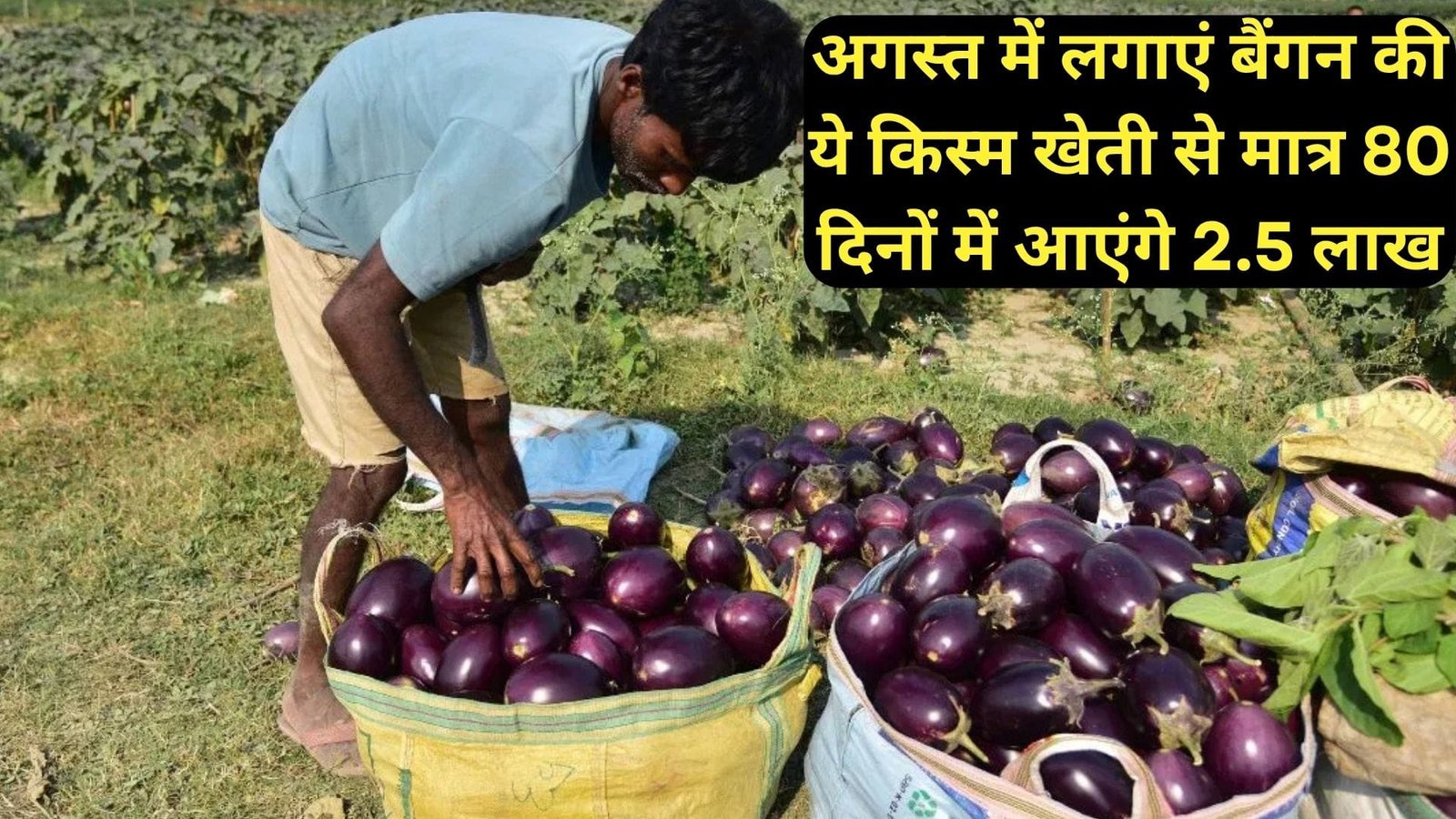 अगस्त में लगाएं बैंगन की ये किस्म, लागत से कई गुना ज्यादा होगा मुनाफा खेती से मात्र 80 दिनों में आएंगे 2.5 लाख, जानिए विशेषताएं