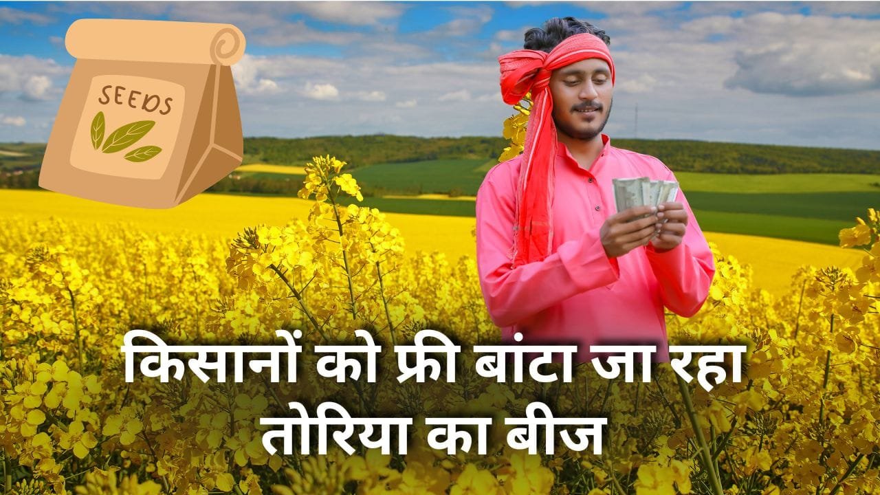 फ्री में तोरिया के बीज