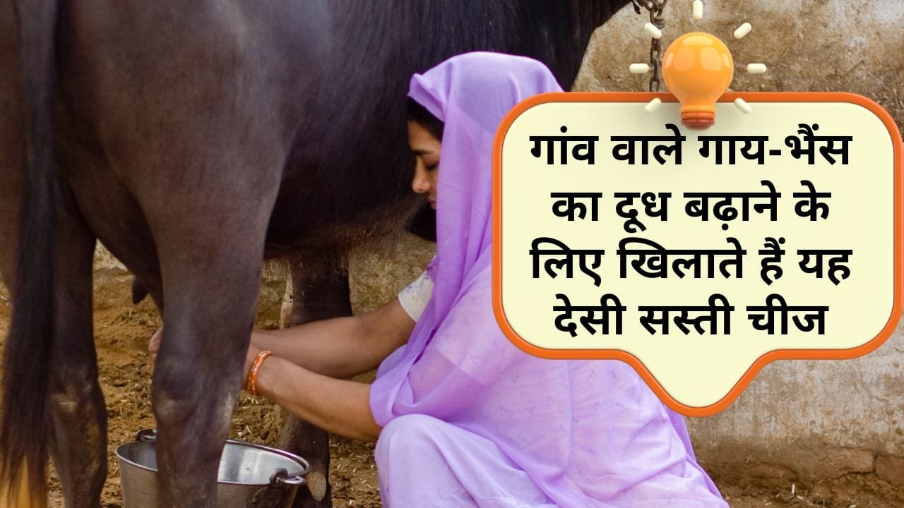 पशुओं को सरसों की खली