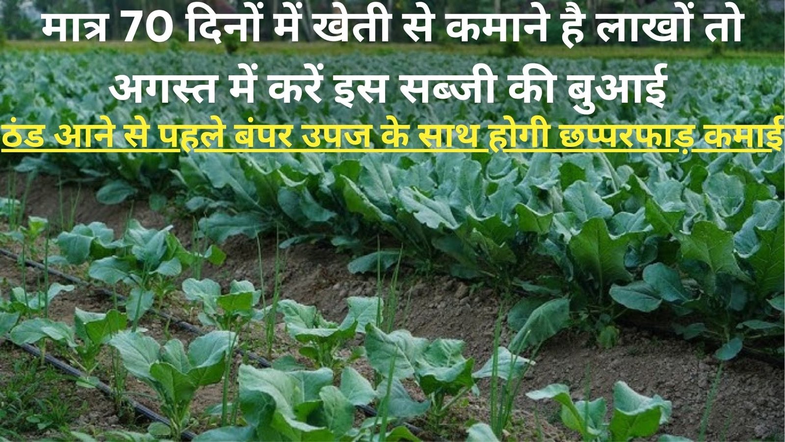 मात्र 70 दिनों में खेती से कमाने है लाखों, तो अगस्त में करें इस सब्जी की बुआई ठंड आने से पहले बंपर उपज के साथ होगी छप्परफाड़ कमाई, जाने नाम