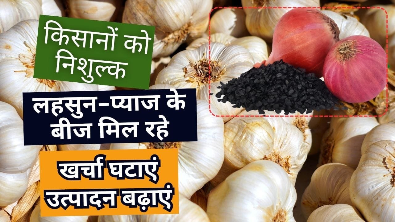 लहसुन-प्याज के बीज निशुल्क