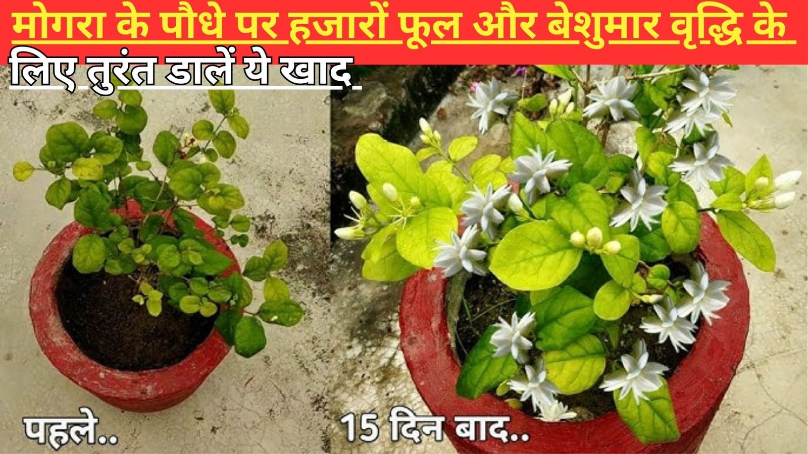 मोगरा के पौधे पर हजारों फूल और बेशुमार ग्रोथ के लिए तुरंत डालें ये खाद मानसून में पानी नहीं फूलों की होगी बरसात, जानिए नाम