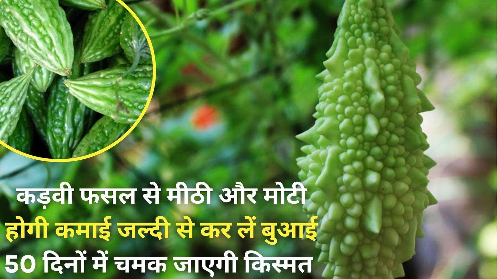 कड़वी फसल से मीठी और मोटी होगी कमाई, जल्दी से कर लें बुआई 50 दिनों में चमक जाएगी किस्मत, जानिए बुआई करने का तरीका