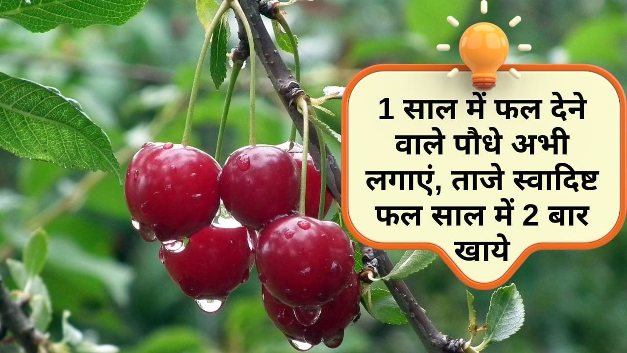 12 महीने में फल देने वाले पौधे