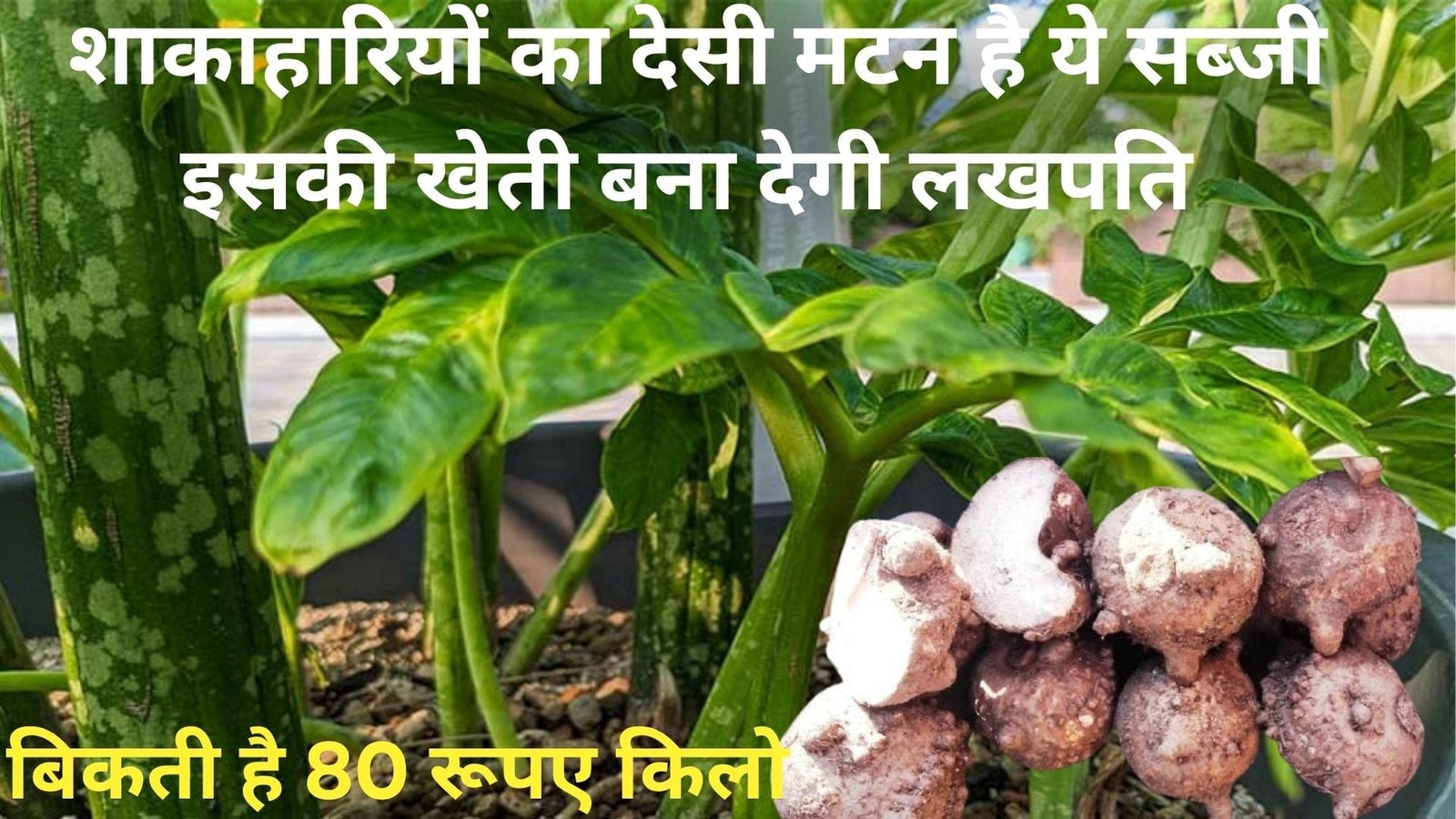 शाकाहारियों का देसी मटन है ये सब्जी, इसकी खेती बना देगी लखपति मार्केट में बिकती है 80 रूपए किलो डिमांड देख उड़ जायेंगे होश, जानिए नाम