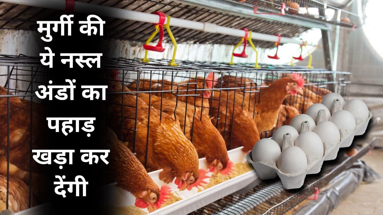 ज्यादा अंडे देने वाली मुर्गियों की नस्ल