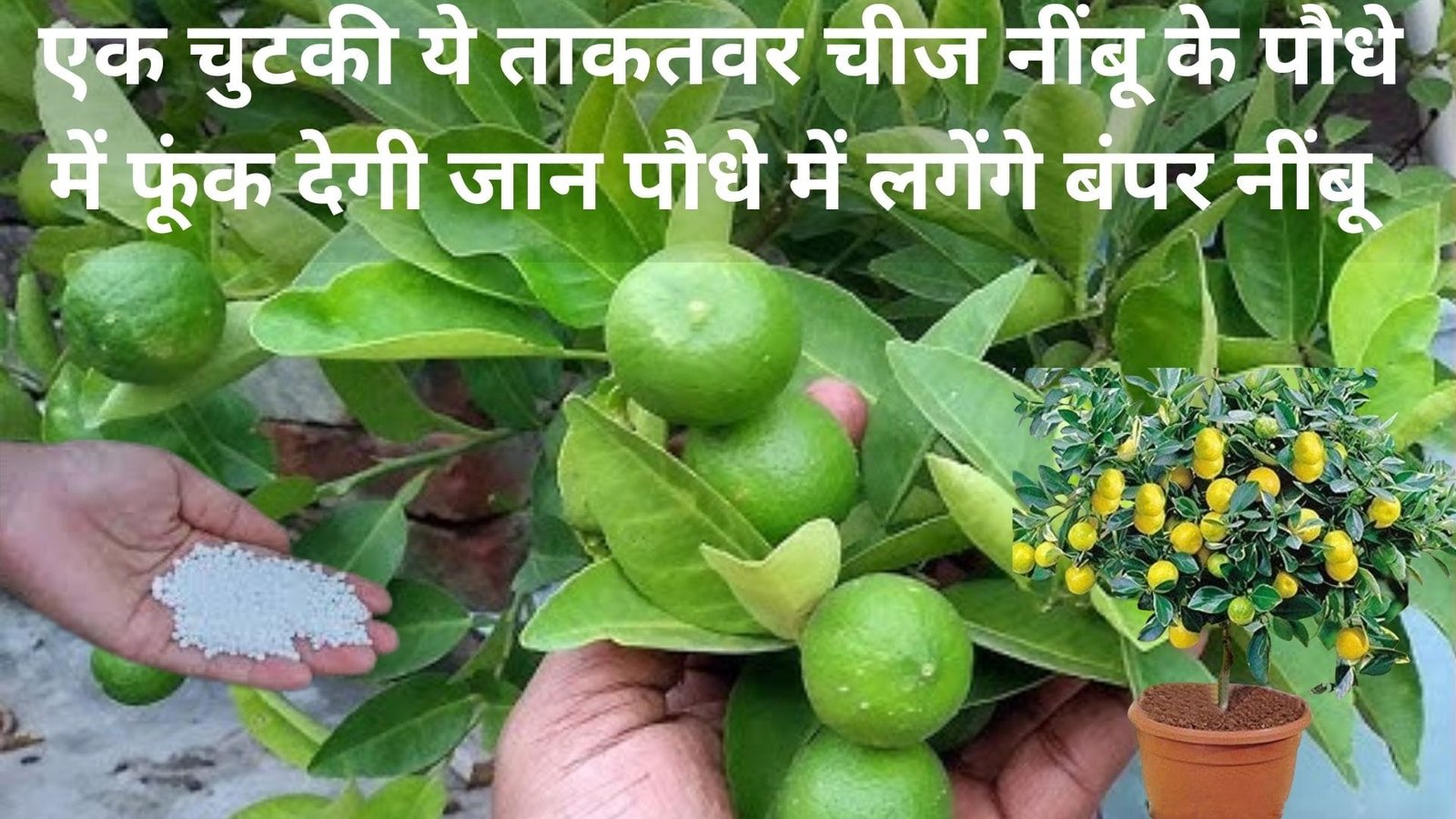 एक चुटकी ये ताकतवर चीज नींबू के पौधे में फूंक देगी जान, पौधे में लगेंगे बंपर नींबू पड़ोसियों को भी बाजार से नींबू खरीदने की झंझट होगी खत्म