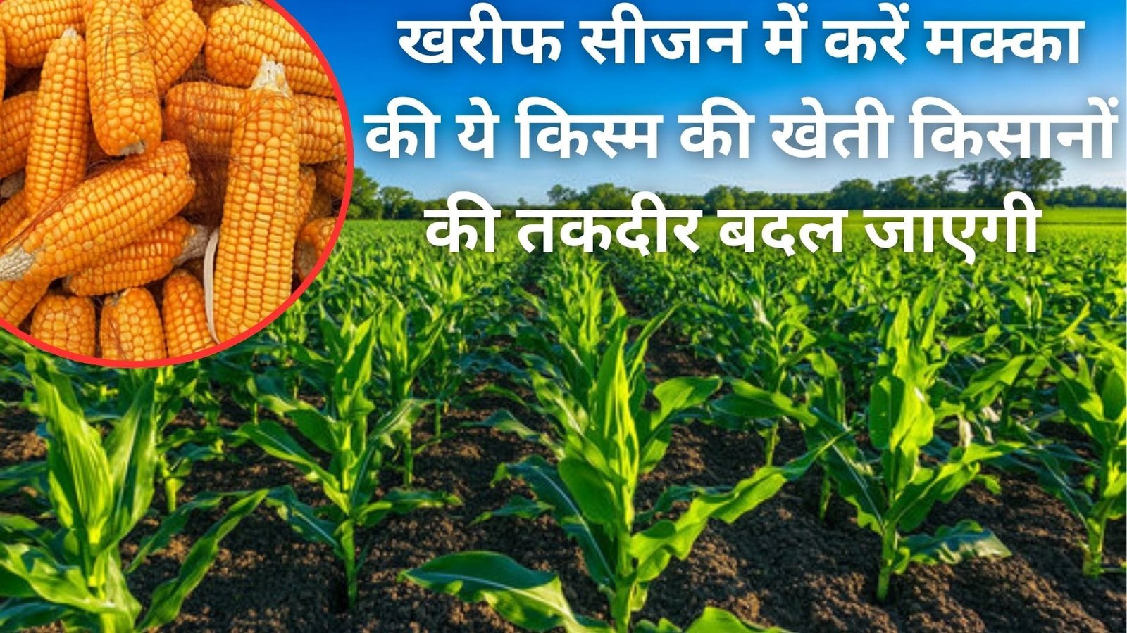 खरीफ सीजन में करें मक्का की ये किस्म की खेती, किसानों की तकदीर बदल देगी एक हेक्टेयर में होगा बंपर उत्पादन, जानिए नाम