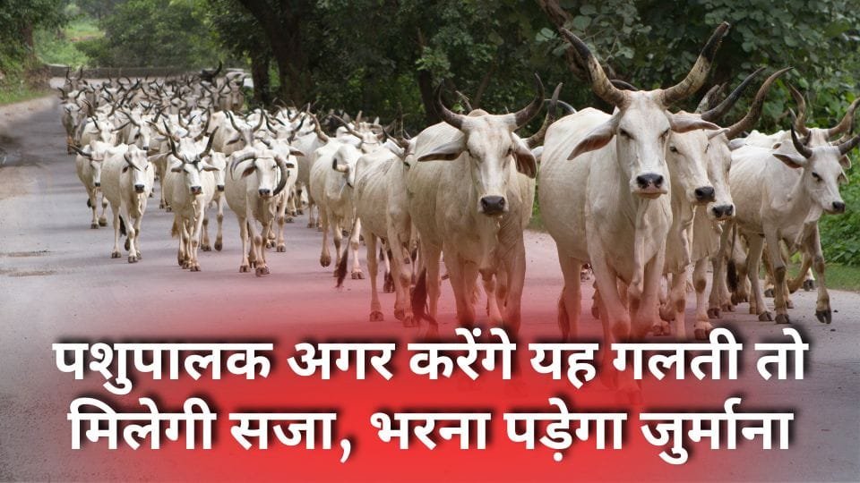 पशुओं को बांधकर रखना अब जरूरी हो गया है