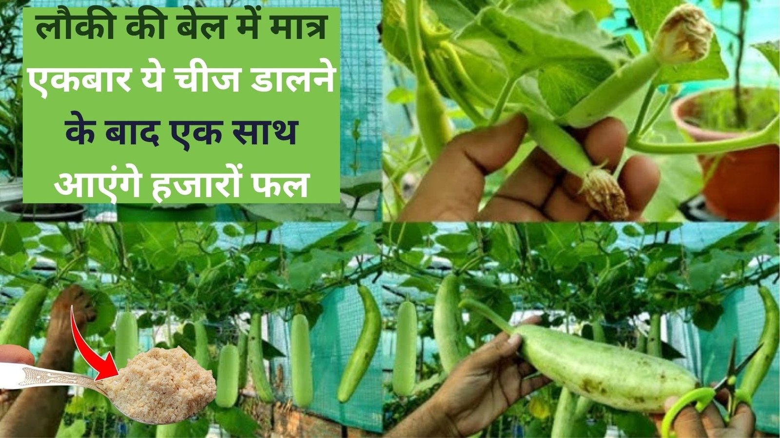 लौकी की बेल में मात्र एकबार ये चीज डालने के बाद एक साथ आएंगे हजारों फल, गिनते-गिनते बांटते-बांटते थक जाएंगे, जानिए नाम